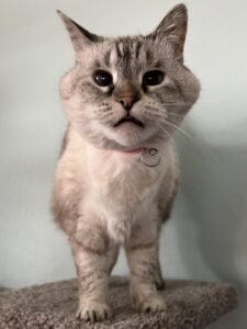 How Long Can A Cat Live With Hyperthyroidism: Vital Insights